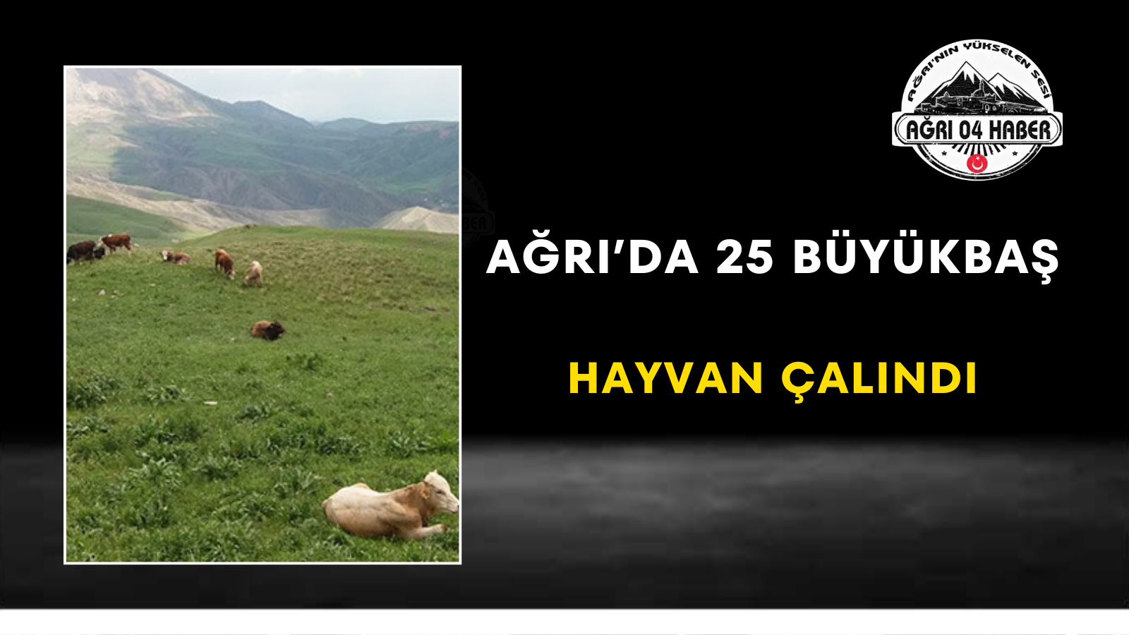 Ağrı’da 25 Büyükbaş Hayvan Çalındı