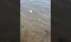 Ağrı’da köylülerin kamerasına yansıyan toplu balık ölümleri endişelendirdi.