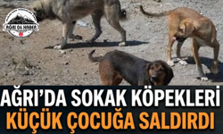 Ağrı'da Sokak Köpekleri Küçük Çocuğa Saldırdı