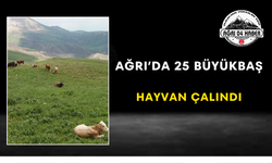Ağrı’da 25 Büyükbaş Hayvan Çalındı