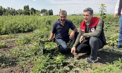 Ağrı’da Hibe Desteği Meyvesini Verdi 100 Bin Fideden Bereketli Hasat