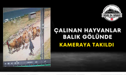 Çalınan Hayvanlar Balık Gölünde Kameraya Takıldı