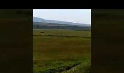 Ağrı da Kurt Saldırısı