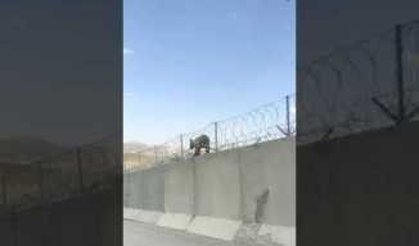 Ağrı da Yavru Ayı Yaşam Alanına İndi