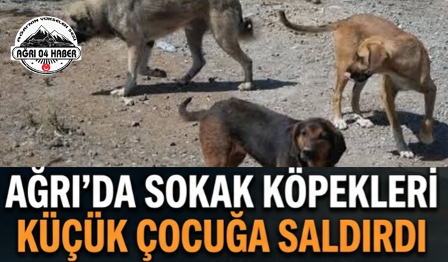 Ağrı'da Sokak Köpekleri Küçük Çocuğa Saldırdı