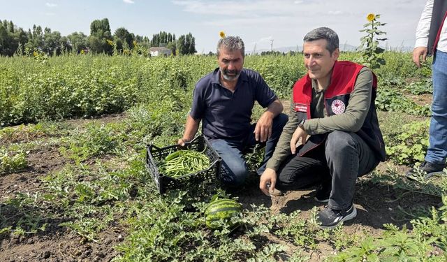 Ağrı’da Hibe Desteği Meyvesini Verdi 100 Bin Fideden Bereketli Hasat