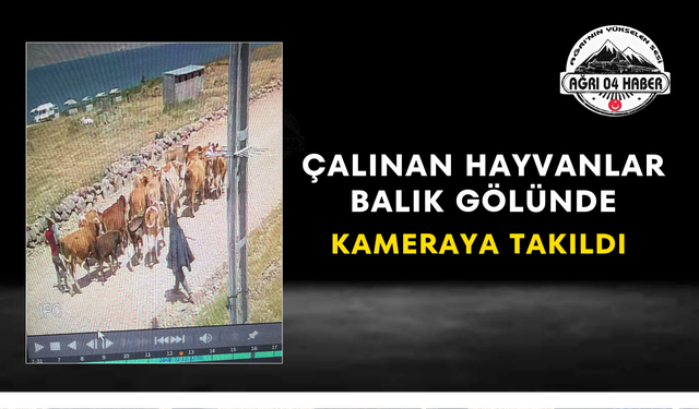 Çalınan Hayvanlar Balık Gölünde Kameraya Takıldı