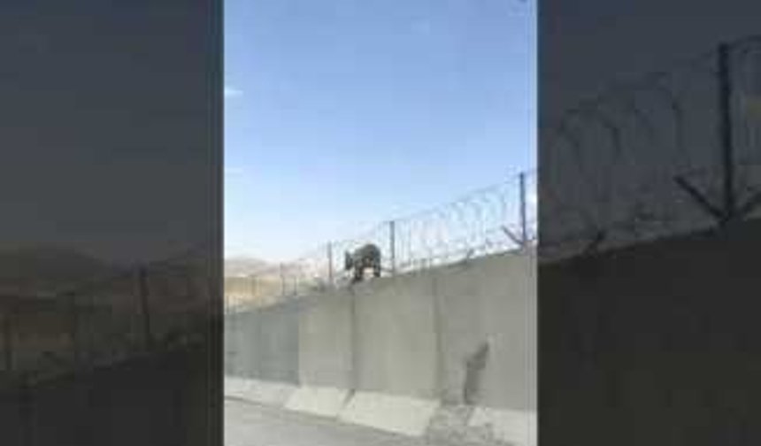 Ağrı da Yavru Ayı Yaşam Alanına İndi