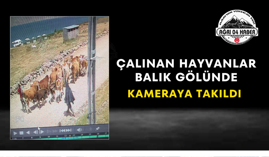 Çalınan Hayvanlar Balık Gölünde Kameraya Takıldı